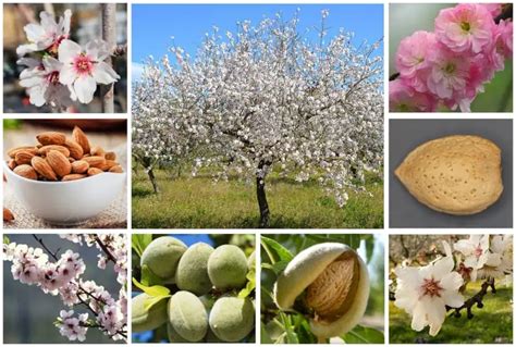 The Almond Tree : Bir İmparatorun Aşk Hikayesi ve Özgürlük Meselesi!